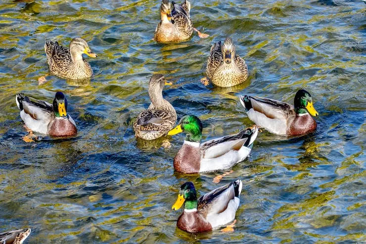 Ducks