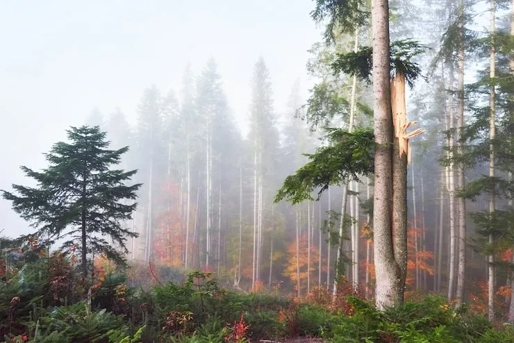 Misty Woods